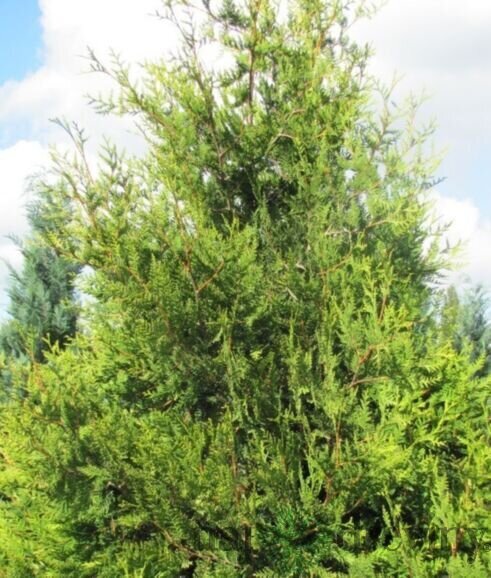Tuja západná Waxen, výška 40/60 cm, v črepníku Thuja occidentalis ‘Waxen‘