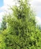 Tuja západná Waxen, výška 40/60 cm, v črepníku Thuja occidentalis ‘Waxen‘