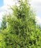 Tuja západná Waxen, výška 40/60 cm, v črepníku Thuja occidentalis ‘Waxen‘