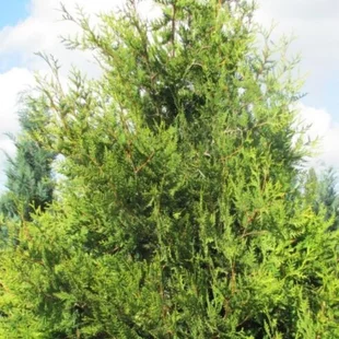 Tuja západná Waxen, výška 40/60 cm, v črepníku Thuja occidentalis ‘Waxen‘