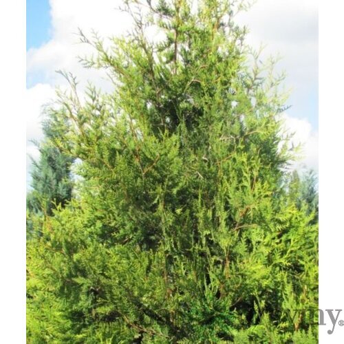 Tuja západná Waxen, výška 40/60 cm, v črepníku Thuja occidentalis ‘Waxen‘