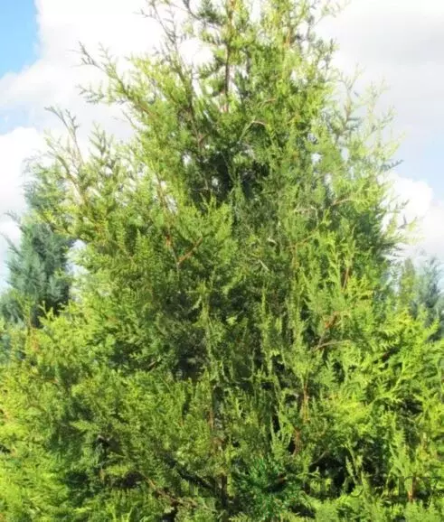 Tuja západná Waxen, výška 40/60 cm, v črepníku Thuja occidentalis ‘Waxen‘