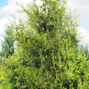 Tuja západná Waxen, výška 40/60 cm, v črepníku Thuja occidentalis ‘Waxen‘