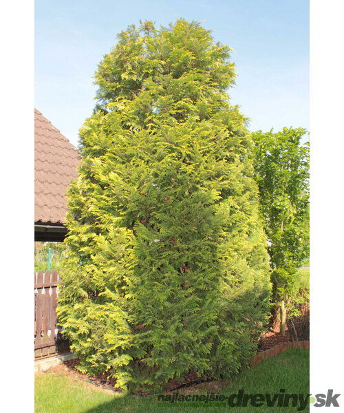 Tuja západna ‘Yellow Diamond‘ PBR, výška 30/40 cm, v črepníku Thuja occidentalis ‘Yellow Diamond‘ PBR