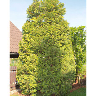 Tuja západna ‘Yellow Diamond‘ PBR, výška 30/40 cm, v črepníku Thuja occidentalis ‘Yellow Diamond‘ PBR