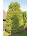 Tuja západna ‘Yellow Diamond‘ PBR, výška 30/40 cm, v črepníku Thuja occidentalis ‘Yellow Diamond‘ PBR