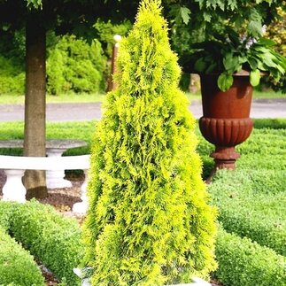 Tuje - ako ich správne pestovať