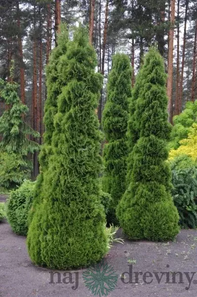 tuje - dreviny pre tvarovanie