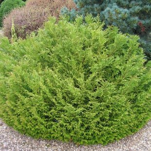 Tujovka japonská Nana, výška 30/40 cm, v črepníku Thujopsis dolabrata Nana