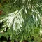 Tujovka japonská Variegata, 30/40 cm, v črepníku Thujopsis dolabrata Variegata