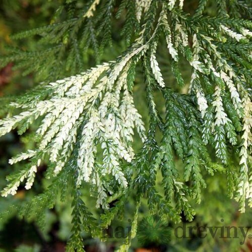 Tujovka japonská Variegata, 30/40 cm, v črepníku Thujopsis dolabrata Variegata