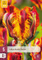 Tulipán ´Rasta Parrot´, 5ks v balení TULIPA TRIUMPH PINK