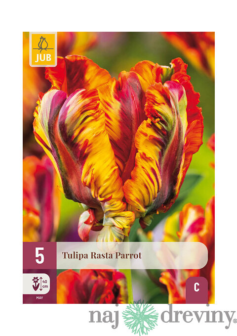 Tulipán ´Rasta Parrot´, 5ks v balení TULIPA TRIUMPH PINK