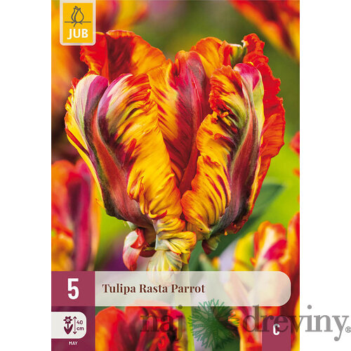 Tulipán ´Rasta Parrot´, 5ks v balení TULIPA TRIUMPH PINK