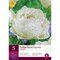 Tulipán ´Snow Crystal´, 5 ks v balení SNOW CRYSTAL