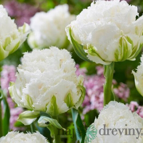 Tulipán ´Snow Crystal´, 5 ks v balení SNOW CRYSTAL