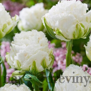 Tulipán ´Snow Crystal´, 5 ks v balení SNOW CRYSTAL