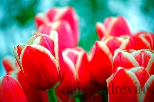 Tulipán Triumph červeno - biely, balenie 5 ks TULIPA TRIUMPH RED - WHITE