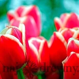 Tulipán Triumph červeno - biely, balenie 5 ks TULIPA TRIUMPH RED - WHITE