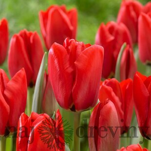 Tulipán Triumph červený, balenie 5 ks TULIPA TRIUMPH RED