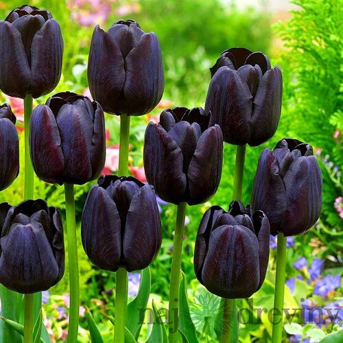 Tulipán Triumph čierny, balenie 5 ks TULIPA TRIUMPH BLACK
