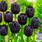 Tulipán Triumph čierny, balenie 5 ks TULIPA TRIUMPH BLACK