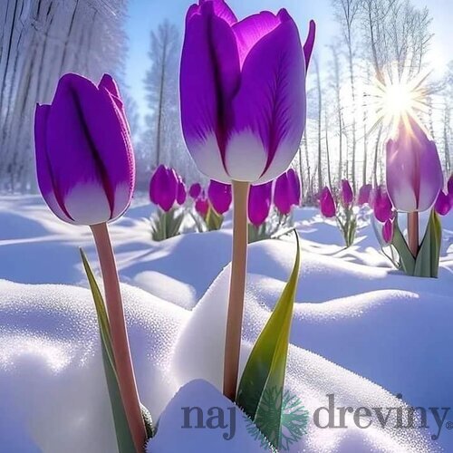 Tulipán Triumph fialový, balenie 5 ks TULIPA TRIUMPH PURPLE