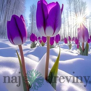 Tulipán Triumph fialový, balenie 5 ks TULIPA TRIUMPH PURPLE