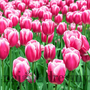 Tulipán Triumph ružový, balenie 5 ks TULIPA TRIUMPH PINK