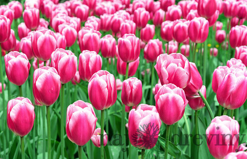 Tulipán Triumph ružový, balenie 5 ks TULIPA TRIUMPH PINK