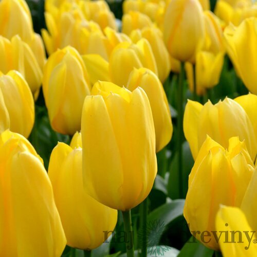 Tulipán Triumph žltý, balenie 5 ks TULIPA TRIUMPH YELLOW
