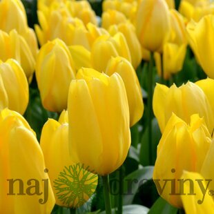 Tulipán Triumph žltý, balenie 5 ks TULIPA TRIUMPH YELLOW