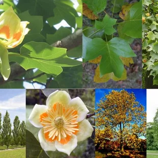 Tulipánovník Ľaliokvetý 80/120 cm, v črepníku Liriodendron tulipifera
