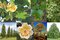 Tulipánovník Ľaliokvetý 80/120 cm, v črepníku Liriodendron tulipifera