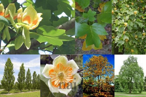 Tulipánovník Ľaliokvetý 80/120 cm, v črepníku Liriodendron tulipifera