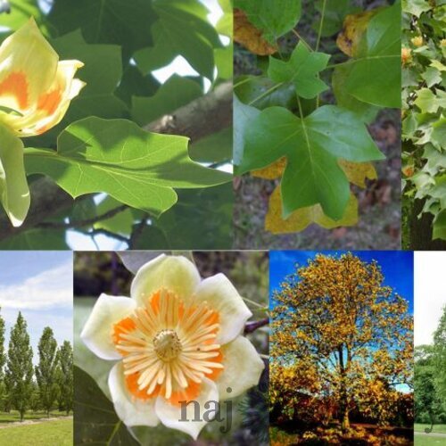 Tulipánovník Ľaliokvetý 80/120 cm, v črepníku Liriodendron tulipifera