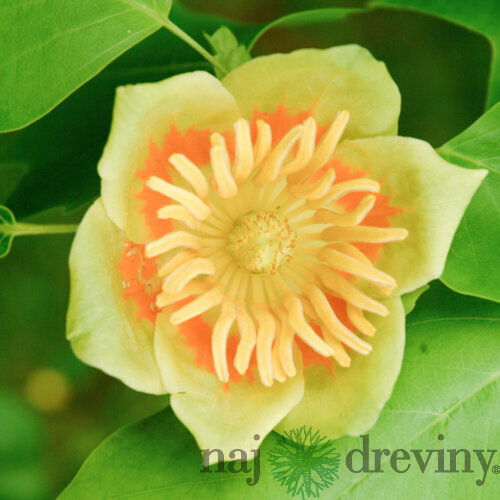 Tulipánovník Ľaliokvetý, celková výška pri dodaní 150/200 cm, v črepníku Liriodendron tulipifera