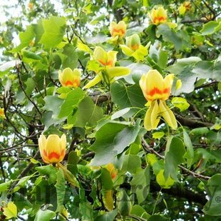 Tulipánovník Ľaliokvetý Fastigiata výška 160/180 cm, v črepníku Liriodendron tulipifera Fastigiata