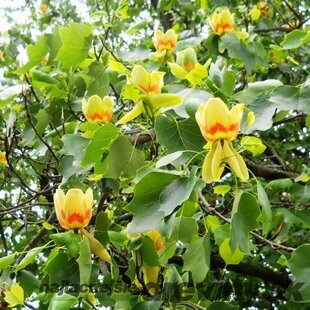 Tulipánovník Ľaliokvetý Fastigiata výška 160/180 cm, v črepníku Liriodendron tulipifera Fastigiata