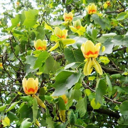 Tulipánovník Ľaliokvetý Fastigiata výška 160/180 cm, v črepníku Liriodendron tulipifera Fastigiata