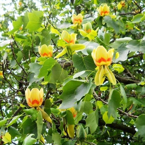 Tulipánovník Ľaliokvetý Fastigiata výška 160/180 cm, v črepníku Liriodendron tulipifera Fastigiata