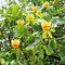 Tulipánovník Ľaliokvetý Fastigiata výška 160/180 cm, v črepníku Liriodendron tulipifera Fastigiata