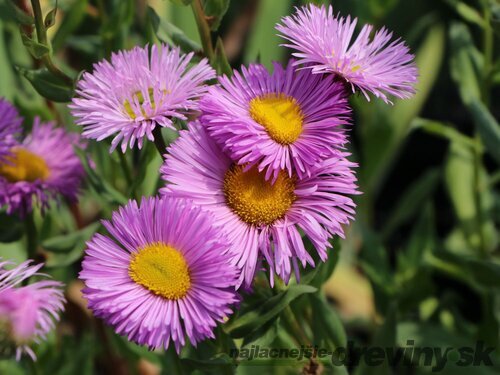 Turica - turan nádherný Rosa Juwel, výška 10/15 cm, v črepníku P9 Erigeron speciosus Rosa Juwel