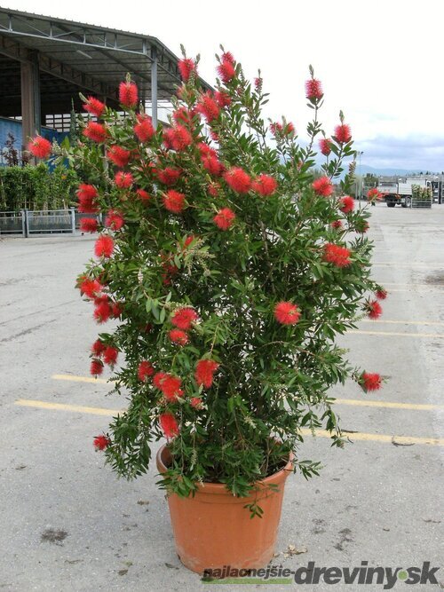 Tyčinkovec -Krásnokvet 80/125 cm v črepníku 10l Callistemon Laevis