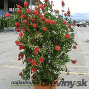Tyčinkovec -Krásnokvet 80/125 cm v črepníku 10l Callistemon Laevis