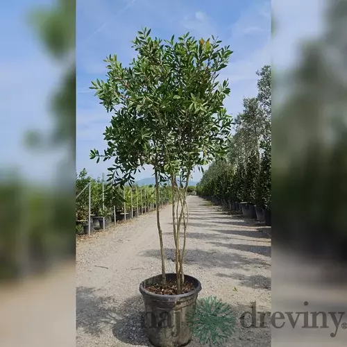 Tyčinkovec -Krásnokvet, Mushroom-multikmeň 125/150 cm v črepníku 18l  Callistemon laevis
