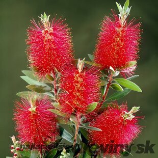Tyčinkovec -Krásnokvet, Mushroom-multikmeň 125/150 cm v črepníku 18l  Callistemon laevis