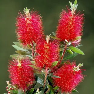 Tyčinkovec -Krásnokvet, Mushroom-multikmeň 125/150 cm v črepníku 18l  Callistemon laevis