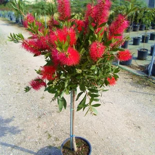Tyčinkovec -Krásnokvet na kmienku 100/125 cm v črepníku 15l Callistemon Laevis