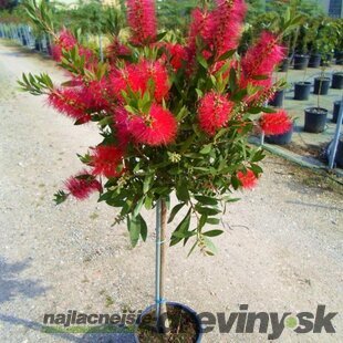 Tyčinkovec -Krásnokvet na kmienku 100/125 cm v črepníku 15l Callistemon Laevis